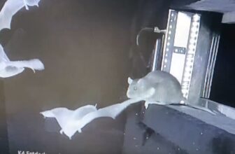 Horrifying Video Reveals Rats Snatching Bats Midair, and Scientists Are Significantly Involved