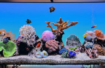 You do not want a brand new Roku; you have to clear the cache