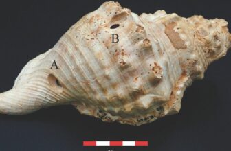 6,700-12 months-Outdated Shell Trumpets Had been Prehistoric Communication Instruments, Examine Suggests