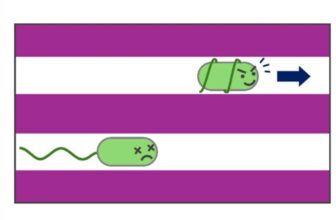 How a Microbe Tunnels Its Method By means of an Insect Intestine—It is Weirder Than You Suppose
