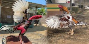Thuật Ngữ Đá Gà – Giải Mã Từ Vựng Quan Trọng Cần Nắm Rõ
